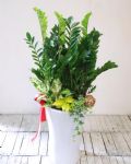 金錢樹地上型盆景Deluxe ZZ Plant Gift